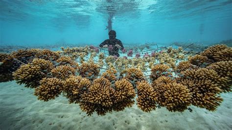 coral gardeners rolex|Coral Gardeners .